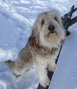 Gorgeousdoodles Chestnut Sweetest Maple