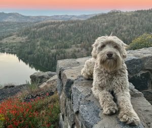 Gorgeousdoodles Zak DuPree