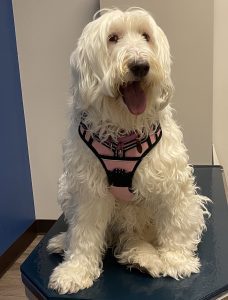 Gorgeousdoodles Snowy Breezy Breeze