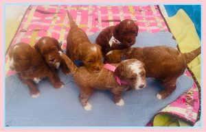 Jennie & Cruzer 🐾 Adorable Miniatures ~will have another litter~