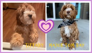 Mama Tiffany & Sire Major Tom Ray / New Planned Litter